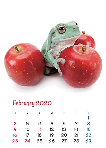 カレンダー 2020 卓上 THE FROG かえる 403381 2020年1月-2020年12月 アーリスト カエル 蛙