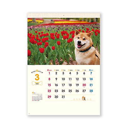 新日本カレンダー 2020年 カレンダー 壁掛け 柴犬まるとおさんぽ NK35