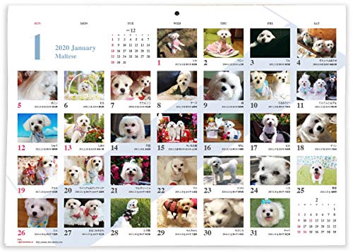 365カレンダー 2020年 マルチーズ カレンダー 壁掛け 卓上付き 2020-006