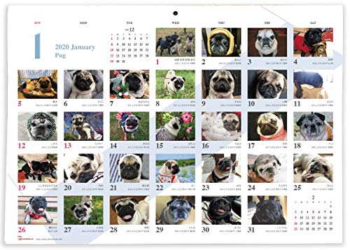 365カレンダー 2020年 パグ カレンダー 壁掛け 卓上付き 2020-019
