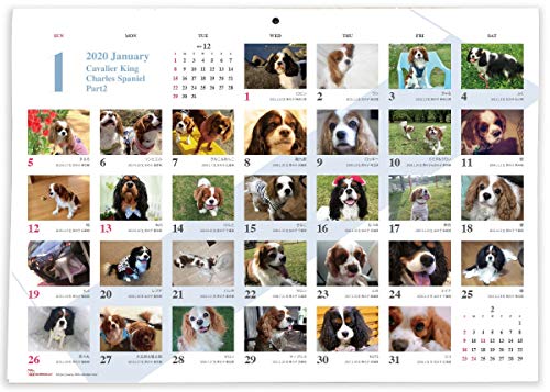 365カレンダー 2020年 キャバリアキングチャールズスパニエル カレンダー Part2 壁掛け 卓上付き 2020-026