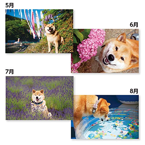 新日本カレンダー 2020年 カレンダー 壁掛け 柴犬まるとおさんぽ NK35